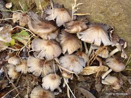 Attēlu rezultāti vaicājumam “Coprinus micaceus”