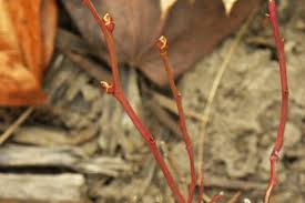 Attēlu rezultāti vaicājumam “Vaccinium angustifolium”