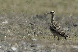 Image result for Numenius minutus