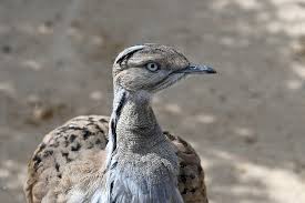 Image result for Chlamydotis macqueenii