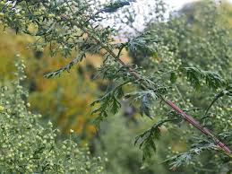 Image result for Artemisia gmelinii