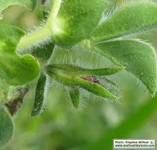 Image result for Lotus tetragonolobus