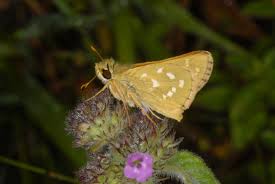 Attēlu rezultāti vaicājumam “Hesperia comma underside”