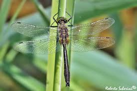 Attēlu rezultāti vaicājumam “Cordulia aenea”