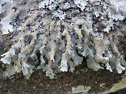 Attēlu rezultāti vaicājumam “Parmelia serrana”