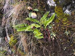 Attēlu rezultāti vaicājumam “Polystichum lonchitis”