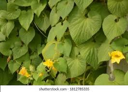 Attēlu rezultāti vaicājumam “Thladiantha dubia”