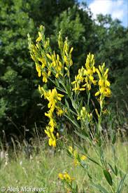 Image result for Genista tinctoria