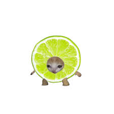 Image result for limecat