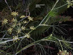 Attēlu rezultāti vaicājumam “Umbelliferae”