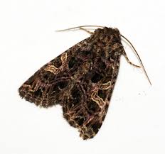 Attēlu rezultāti vaicājumam “Hadena rivularis”