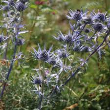 Image result for Eryngium `Blue Hobbit`