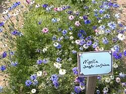 Image result for Nigella damascena
