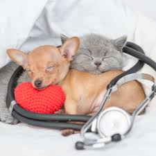 Image result for Cat sleeping in guitar