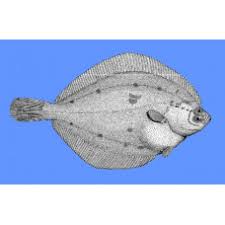 Image result for Liopsetta glacialis