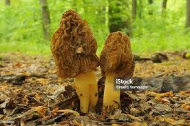 Attēlu rezultāti vaicājumam “Verpa bohemica”