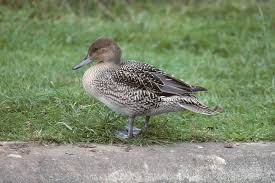 Image result for Anas acuta