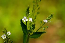 Attēlu rezultāti vaicājumam “Veronica anagallis-aquatica leaf”
