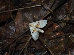 Attēlu rezultāti vaicājumam “Leucodonta bicoloria imago”