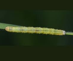 Attēlu rezultāti vaicājumam “Larentia clavaria”