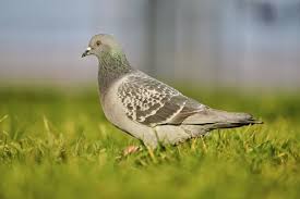 Attēlu rezultāti vaicājumam “Columba livia f. domestica”