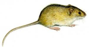 Attēlu rezultāti vaicājumam “Apodemus agrarius”