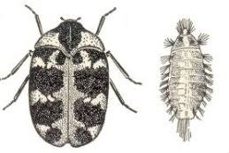 Attēlu rezultāti vaicājumam “Anthrenus scrophulariae”