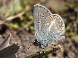 Attēlu rezultāti vaicājumam “Eumedonia eumedon underside”