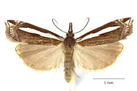 Attēlu rezultāti vaicājumam “Crambus hamella”