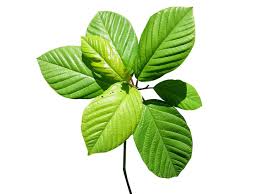 Attēlu rezultāti vaicājumam “Frangula alnus leaf”