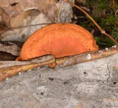 Attēlu rezultāti vaicājumam “Pycnoporus cinnabarinus”