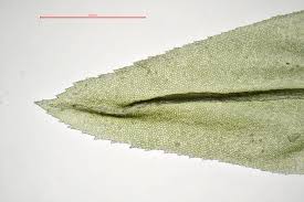 Attēlu rezultāti vaicājumam “Thamnobryum alopecurum”