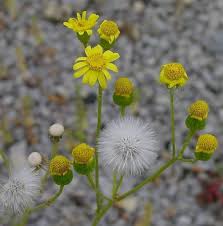 Attēlu rezultāti vaicājumam “Senecio vernalis leaf”