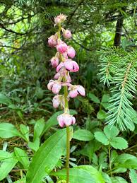 Attēlu rezultāti vaicājumam “Pyrolaceae”