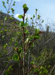 Attēlu rezultāti vaicājumam “Betula nana flower”