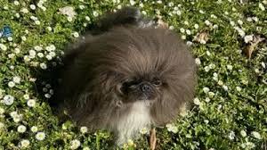 Image result for самая уродливая собака