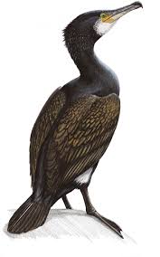 Image result for Phalacrocorax carbo