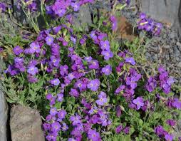 Image result for Aubrieta hybrida (cultorum)
