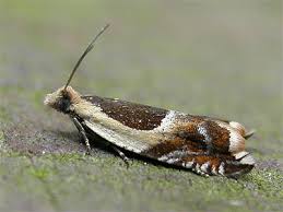 Attēlu rezultāti vaicājumam “Ancylis badiana”