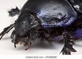 Attēlu rezultāti vaicājumam “Geotrupes stercorarius”