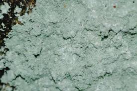 Attēlu rezultāti vaicājumam “Lepraria incana”