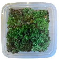 Attēlu rezultāti vaicājumam “Leucobryum glaucum”