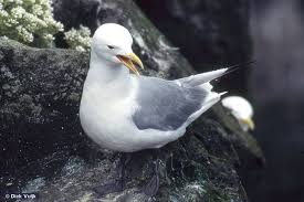 Attēlu rezultāti vaicājumam “Rissa tridactyla”