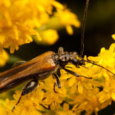 Attēlu rezultāti vaicājumam “Oedemera croceicollis”