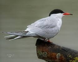 Attēlu rezultāti vaicājumam “Sterna hirundo”