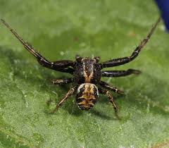 Attēlu rezultāti vaicājumam “Xysticus bifasciatus female”