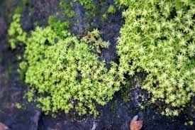 Attēlu rezultāti vaicājumam “Barbula”