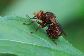 Attēlu rezultāti vaicājumam “Sicus ferrugineus”