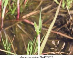 Attēlu rezultāti vaicājumam “Alopecurus aequalis flower”