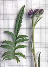 Attēlu rezultāti vaicājumam “Serratula tinctoria flower”